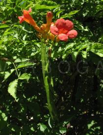 Campsis x tagliabuana - Flowers and pods - Click to enlarge!